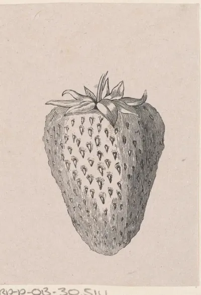 Aardbei