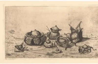Aardsterren