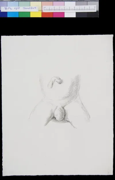 Abdomen, genitals