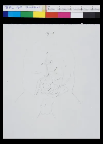 Abdomen, organs (legend)