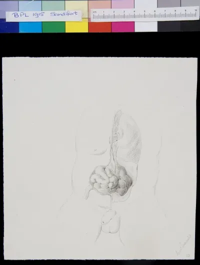 Abdomen, organs