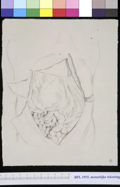 Abdomen