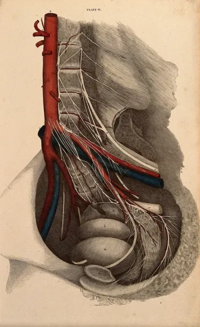 Abdominal cavity: dissection, with blood-vessels and nerves indicated in red and blue