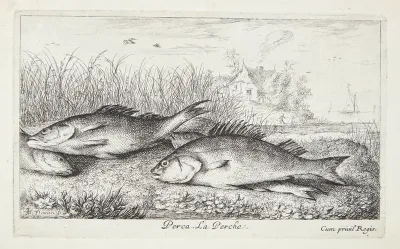 Aborre (Perca)