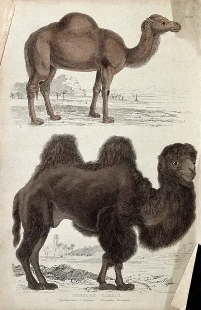 Above, a Bactrian camel; below, a dromedary