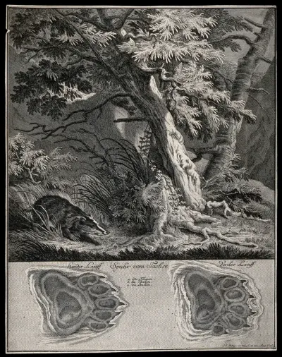 Above, a badger in a forest, below, its tracks