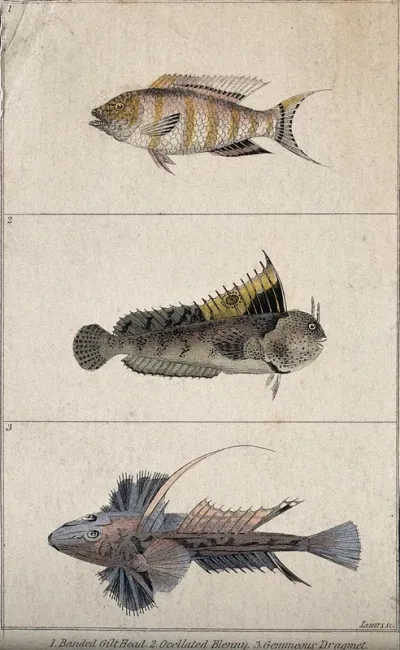 Above, a banded gilt head; middle, a occellated blenny; below, a gemmeous dragmet