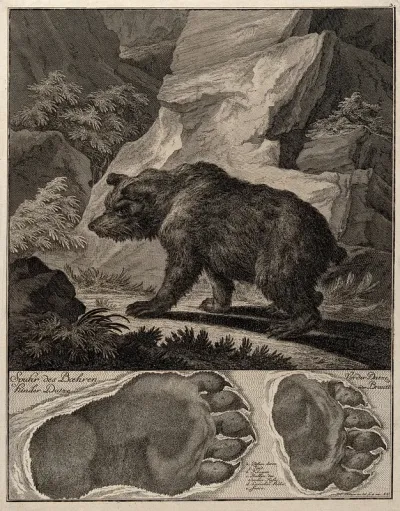 Above, a bear in a rocky landscape, below, its footprints