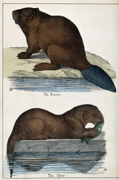 Above, a beaver; below, an otter