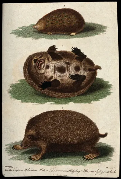 Above, a Cape or Siberian mole; middle, a hedgehog lying on its back; below, a common hedgehog