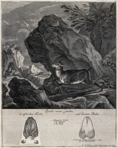 Above, a chamois leaping in front of a rock in a mountainous landscape, below, its tracks in soft and hard soil