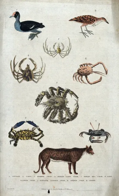 Above, a coot, a crake and three crabs; below, three crabs and a cougar