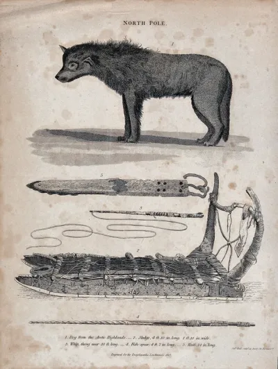 Above, a dog from the arctic highlands; below, a sledge, a whip and a knife