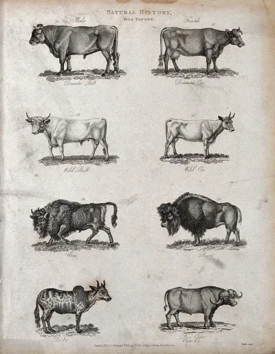 Above, a domestic bull, a domestic cow, a wild bull and a wild cow; below, an urus, a bison, a zebu (humped ox) and a cape
