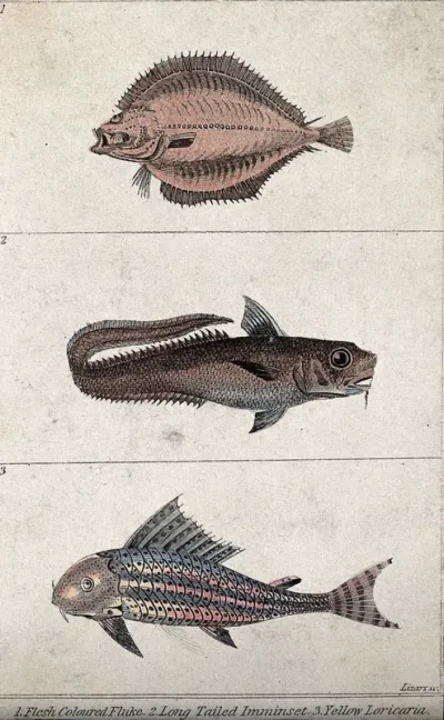 Above, a flesh coloured fluke; middle, a long tailed imminset; below, a yellow loricaria