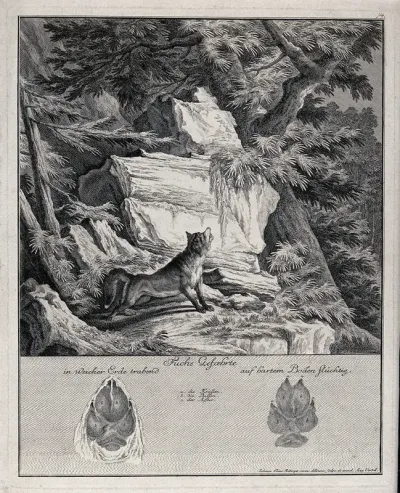 Above, a fox standing on a mountain craig staring into a tree-top in pursuit of prey, below, the fox's tracks