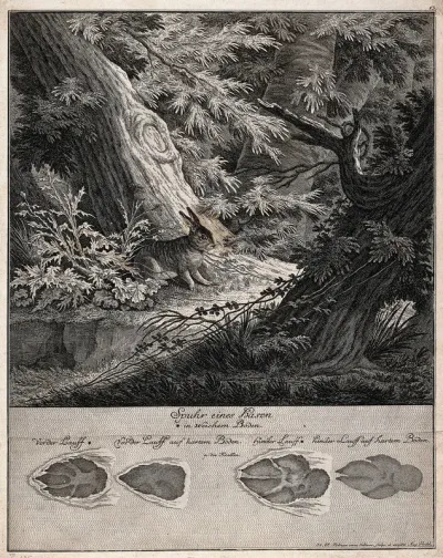 Above, a hare is venturing carefully out of the forest on to a clearing with a water puddle, below, the hare's tracks
