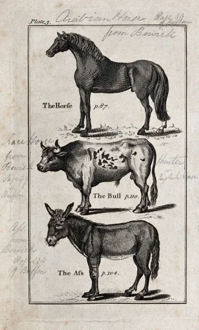 Above, a horse; below, a bull and an ass