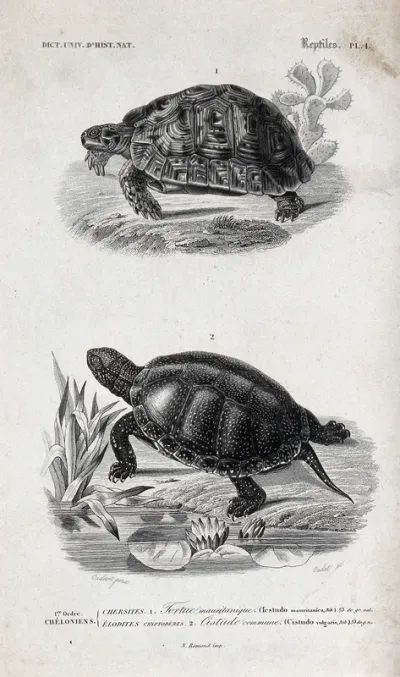 Above, a land tortoise; below, a turtle