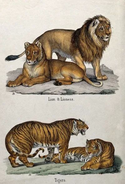 Above, a lion and a lioness; below, two tigers