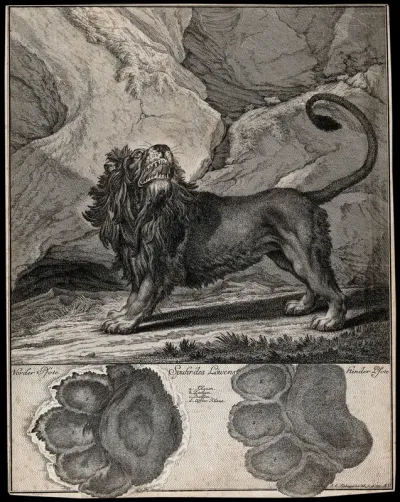 Above, a lion standing roaring in a mountainous landscape, below, the lion's track