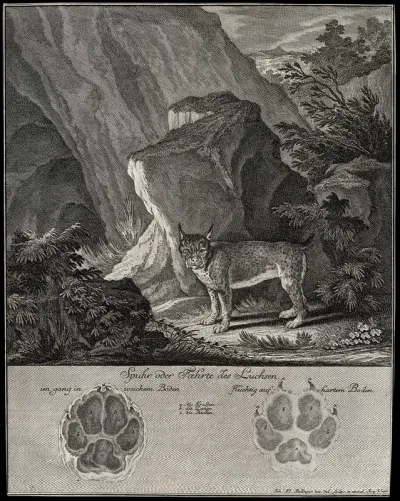 Above, a lynx standing in front of a large rock in a mountainous landscape, below, its track