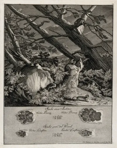 Above, a marten and a weasel on a nocturnal excursion in the forest, below, their tracks