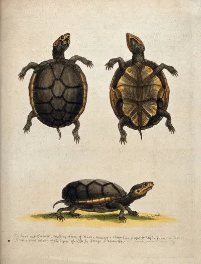 Above, a mud tortoise; below, profile of a mud tortoise