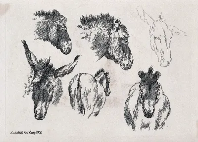 Above, a mule's head; below, a mule's rear and front