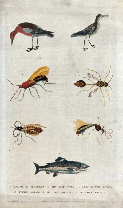 Above, a Red Sandpiper, a Sanderling, a Mourning Sawfly and a Turner Savage; below, a Combfooted Savage, a Mottled Sawfly and a salmon