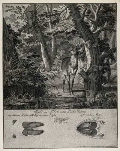Above, a roebuck crossing a shallow stream in the forest, below, its track