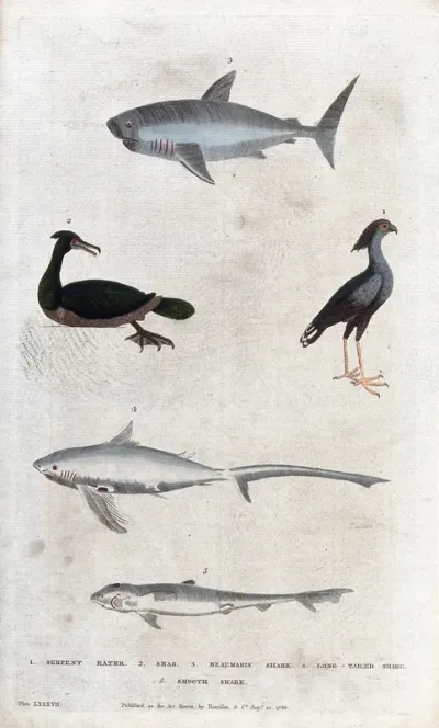 Above, a shark, a serpent eater and a shag (cormorant); below, two sharks