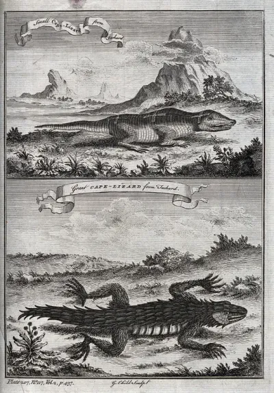 Above, a small cape-lizard ; below, a great cape-lizard