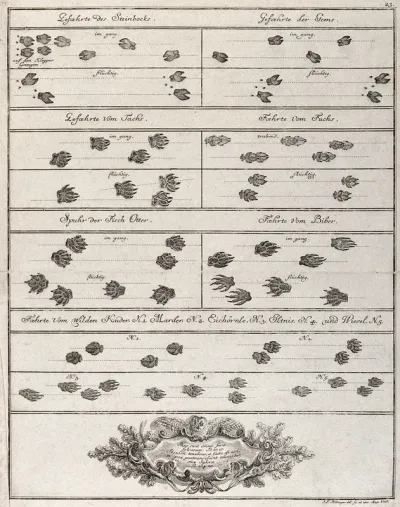Above, a table with various animal tracks, including those of chamois, badger, fox, otter, beaver and wild cat, below, a richly decorated arabesque with an inscription