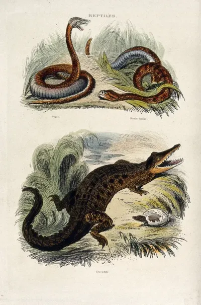 Above, a viper rearing and a rattle snake wriggling through grass, below, a crocodile next to its hatching young