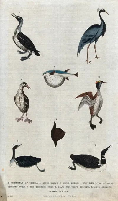 Above, a waterbird, a crane and a fish; below, four waterbirds and a fish