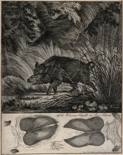 Above, a wild boar passing rushes on a lake, below, its tracks