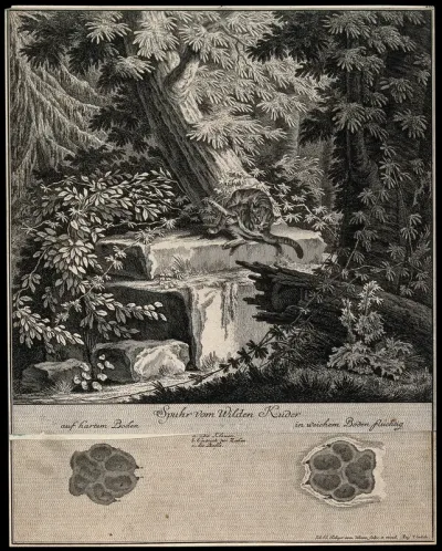 Above, a wildcat grooming itself on a pedestal in the forest, below, its tracks