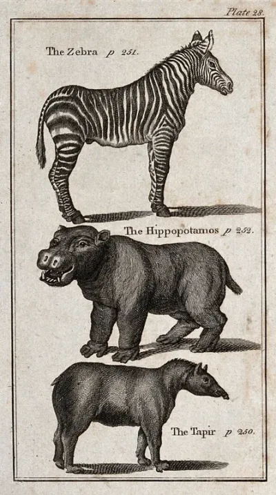 Above, a Zebra; below, a Hippopotamus and a Tapir