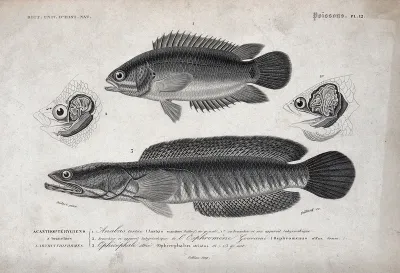 Above, an anabas seen from the side; middle, cross-sections of the heads and gills of two fishes; below, a ophicephalus seen from the side