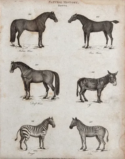 Above, an arabian horse, a race horse, a draft horse and an ass; below, two zebras