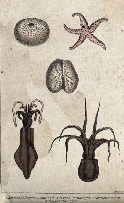 Above, an edible sea urchin, a star fish and a purple spantangus; below, a common octopus and a large cuttlefish