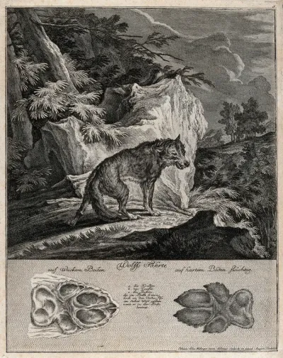 Above, an emaciated wolf in a rocky landscape, below, its tracks
