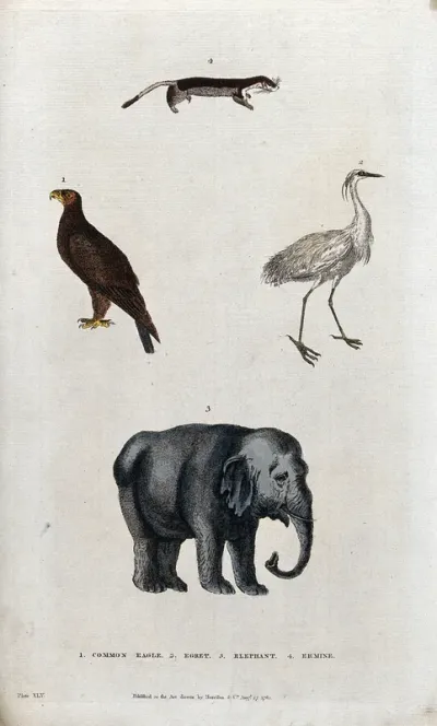 Above, an ermine, an eagle and an egret; below, an elephant
