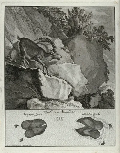 Above, an ibex climbing on crags in the mountains, below, its tracks