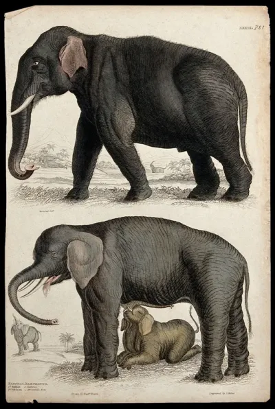 Above, an Indian elephant; below, an African elephant cow suckled by its young