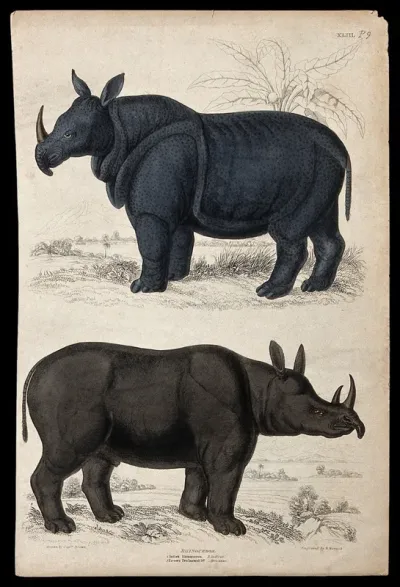 Above, an Indian rhinoceros; below, a two-horned rhinoceros