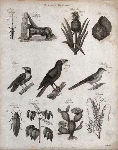 Above, an insect, a monkey, a plant (bromelia), a shell and three birds; below, a beetle, a cactus and two plants