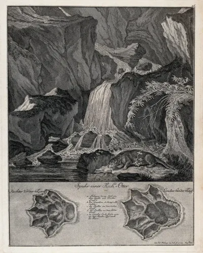 Above, an otter drinking from a stream with a waterfall in the background, below, the otter's tracks
