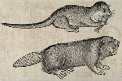 Above, an otter eating a fish; below, a beaver